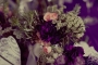 Liz-and-Cyrus-288